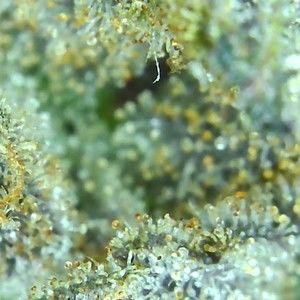 Meet your Posher, Randal